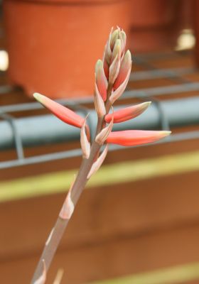 Aloe humilis Blüten
