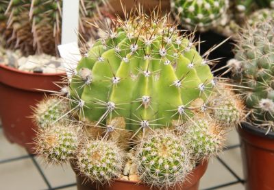 Echinopsis Hybride