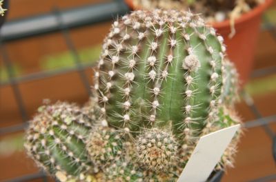 Echinopsis Hybride Paita
