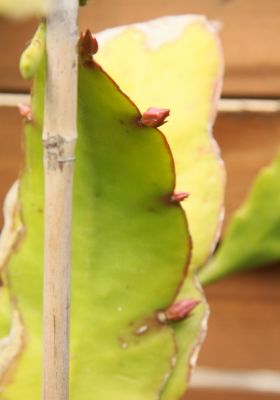 Epiphyllum unbekannt