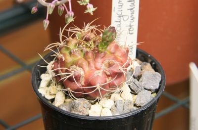 Gymnocalycium damsii v. rotundulum