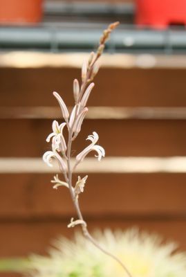 Haworthia fasciata Blütentrieb