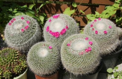 Mammillaria-Kakteen
