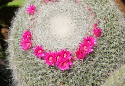 Mammillaria-Kakteen