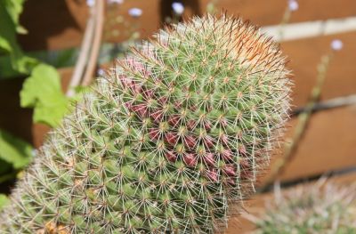 Mammillaria-Kaktus mit Knospen