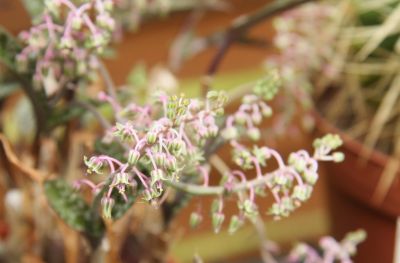 Ledebouria socialis Blüten