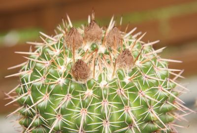 Notocactus floricomus