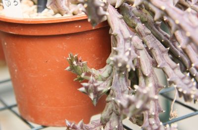 Orbea variegata