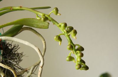 Aerides houlletiana 11.06.2011