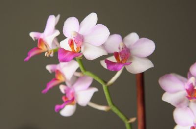 Doritaenopsis Lius Berry