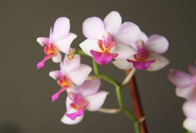 Doritaenopsis Lius Berry