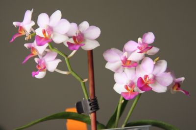 Doritaenopsis Lius Berry
