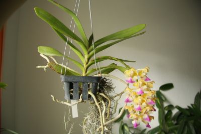 Aerides houlletiana