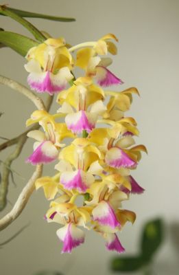 Aerides houlletiana