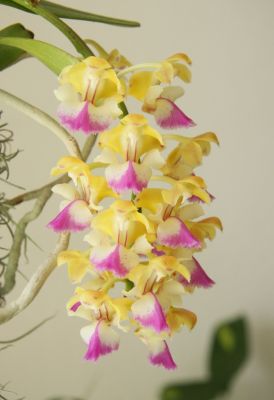 Aerides houlletiana