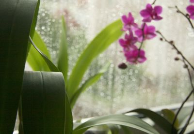 Oncidium mit Regentropfen