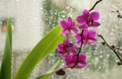 Phalaenopsis mit Regentropfen