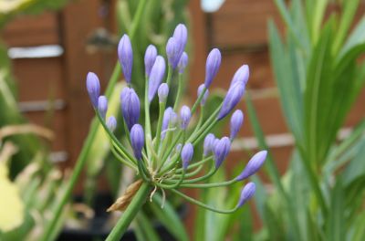 Schmucklilie (Agapanthus africanus)