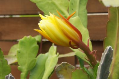 Blattkaktus (Epiphyllum)