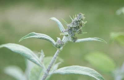 Schmetterlingsflieder (Buddleja davidii)