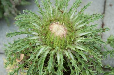 Silberdistel (Carlina acaulis)