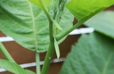 Engelstrompete (Brugmansia)