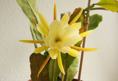 Blattkaktus (Epiphyllum)