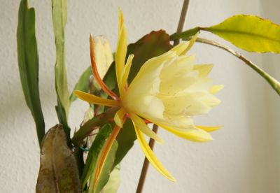 Blattkaktus (Epiphyllum)
