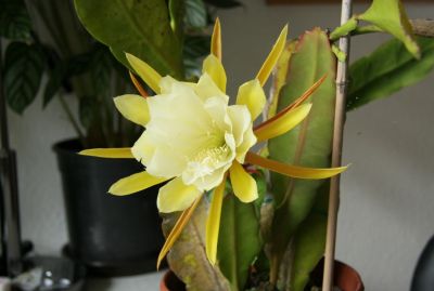 Blattkaktus (Epiphyllum)