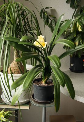 Gelbe Klivie (Clivia)