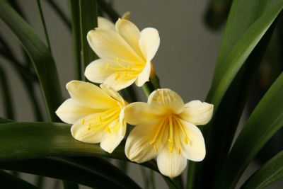 Gelbe Klivie (Clivia)