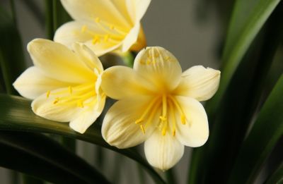 Gelbe Klivie (Clivia)