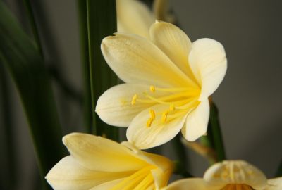 Gelbe Klivie (Clivia)