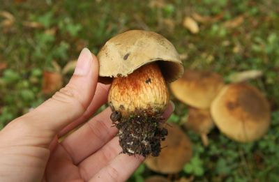 Netzstieliger Hexenröhrling (Boletus luridus)