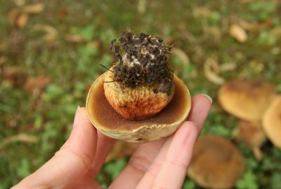 Netzstieliger Hexenröhrling (Boletus luridus)