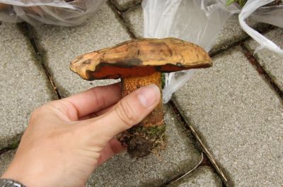 Netzstieliger Hexenröhrling (Boletus luridus)