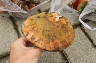 Netzstieliger Hexenröhrling (Boletus luridus)