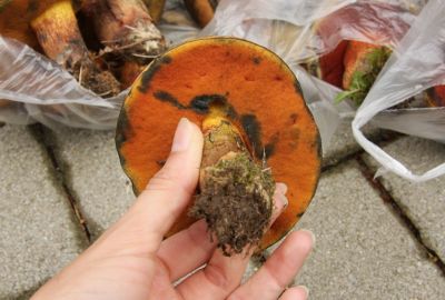 Netzstieliger Hexenröhrling (Boletus luridus)