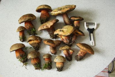 Netzstieliger Hexenröhrling (Boletus luridus)