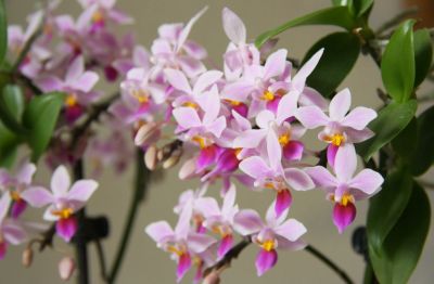 Phalaenopsis equestris