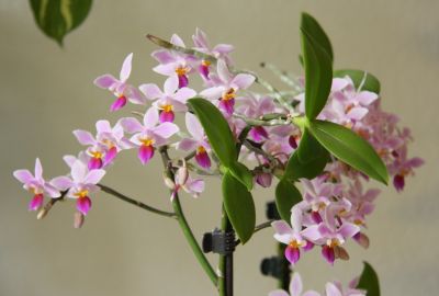 Phalaenopsis equestris