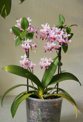 Phalaenopsis equestris