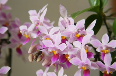 Phalaenopsis equestris