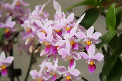 Phalaenopsis equestris