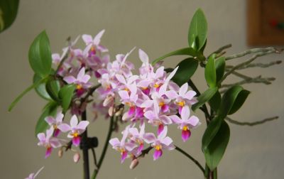 Phalaenopsis equestris