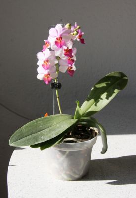 Doritaenopsis Liu’s Berry