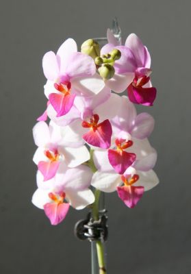 Doritaenopsis Liu’s Berry