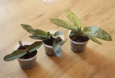 3x Frauenschuh