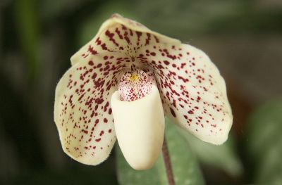 Paphipedilum leucochilum Top Ten