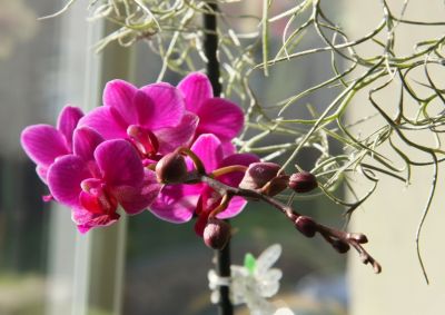 Phalaenopsis Hybride pink